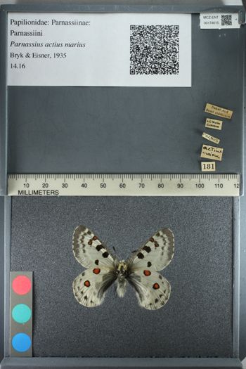 Media type: image;   Entomology 174615